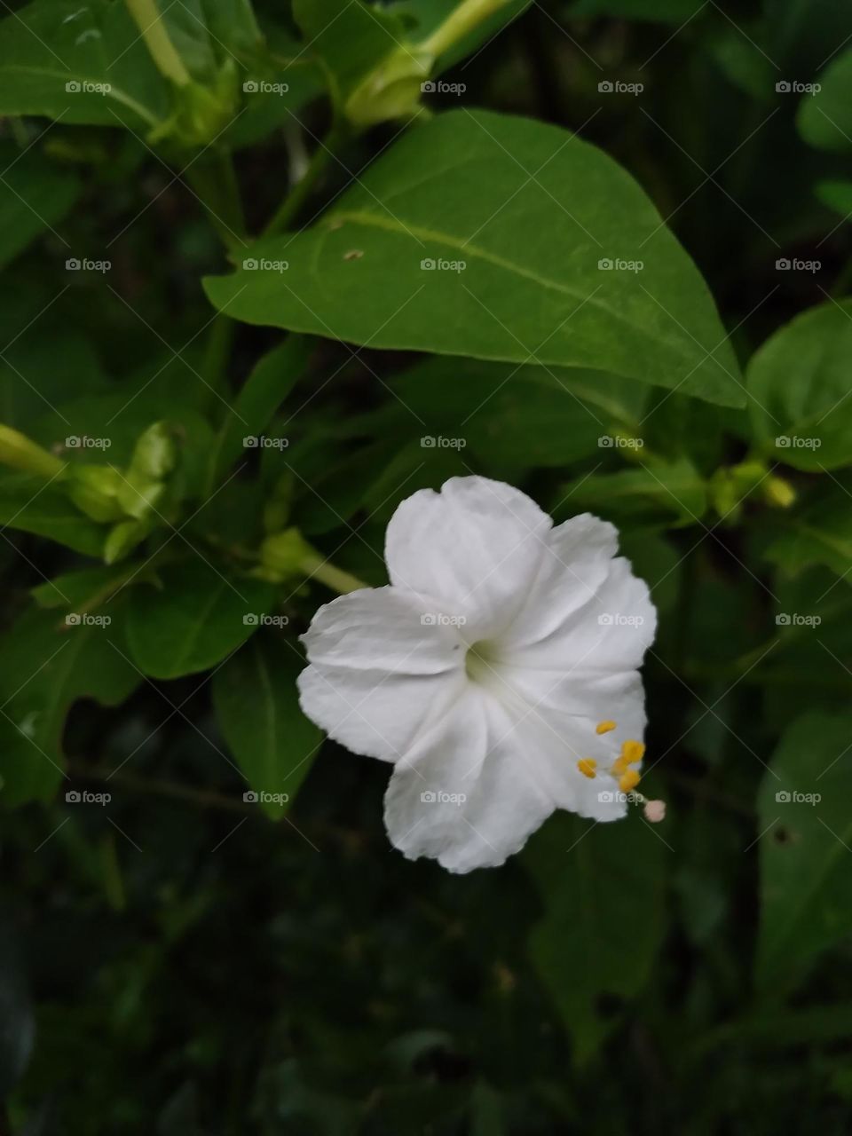 Life is better with flowers...
Live wild flower child....