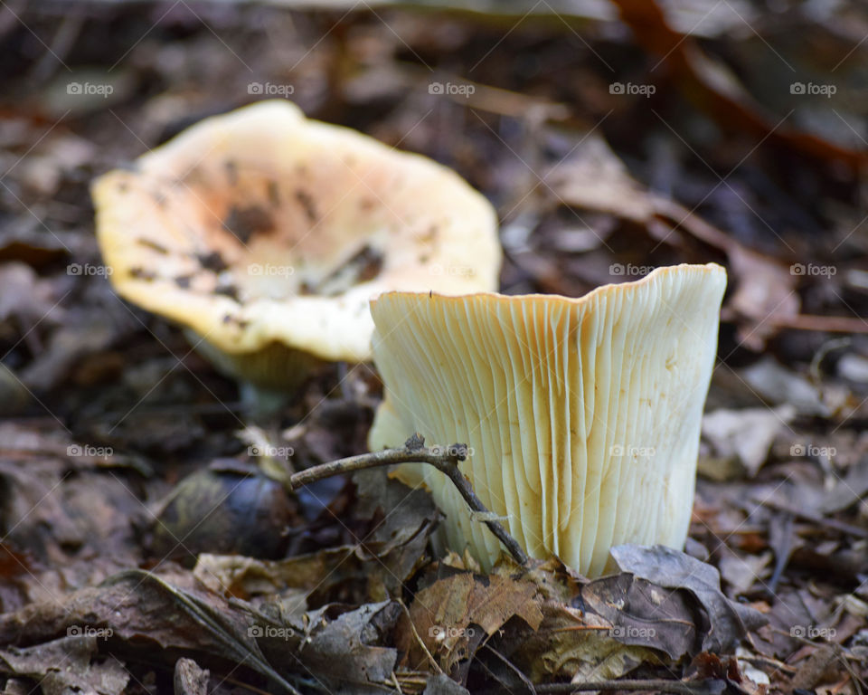 Mushroom Fan