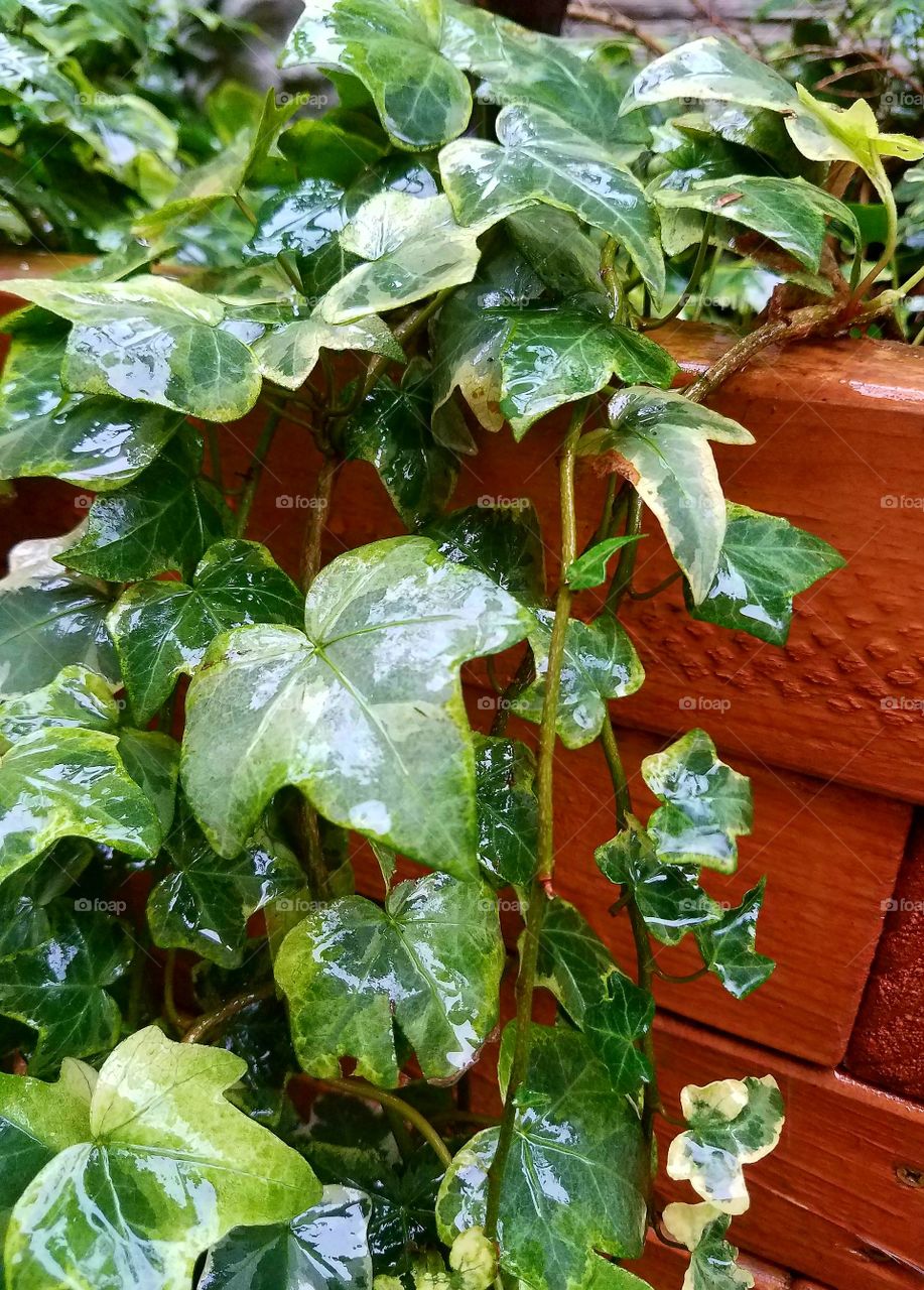 Leaf, Flora, Ivy, No Person, Growth