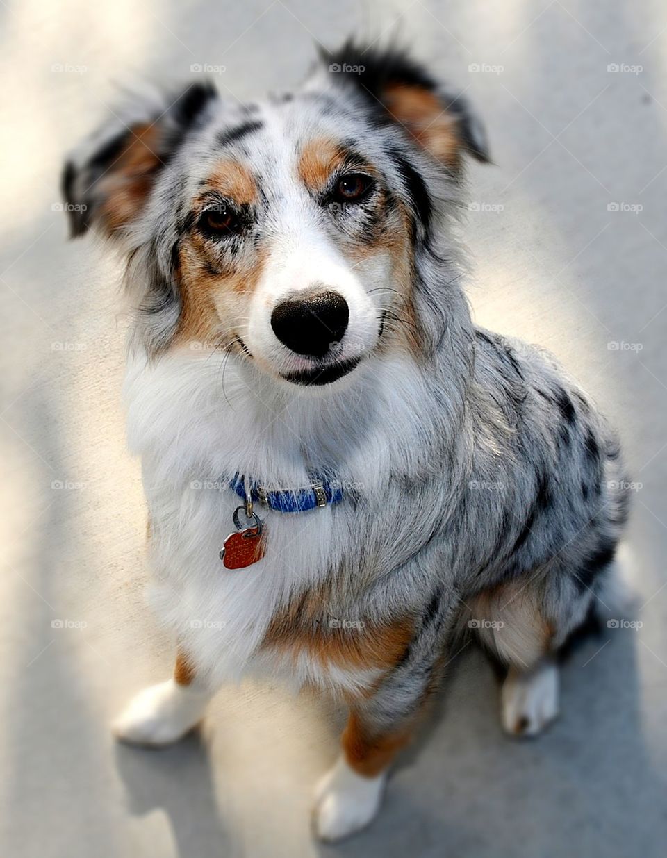 Miniature Australian Shepherd