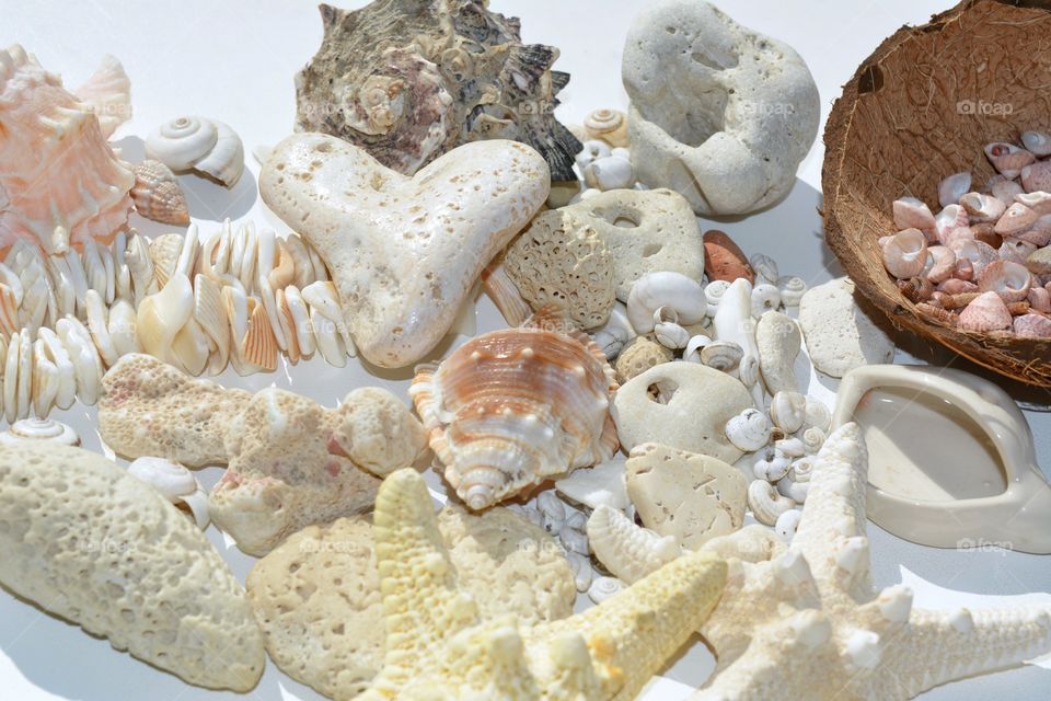 Food, Shell, Desktop, Seashell, Sea