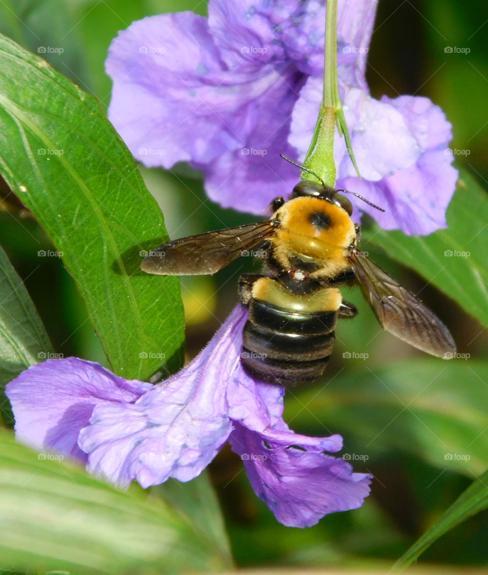 Bee's pollinating flowers and wings flapping