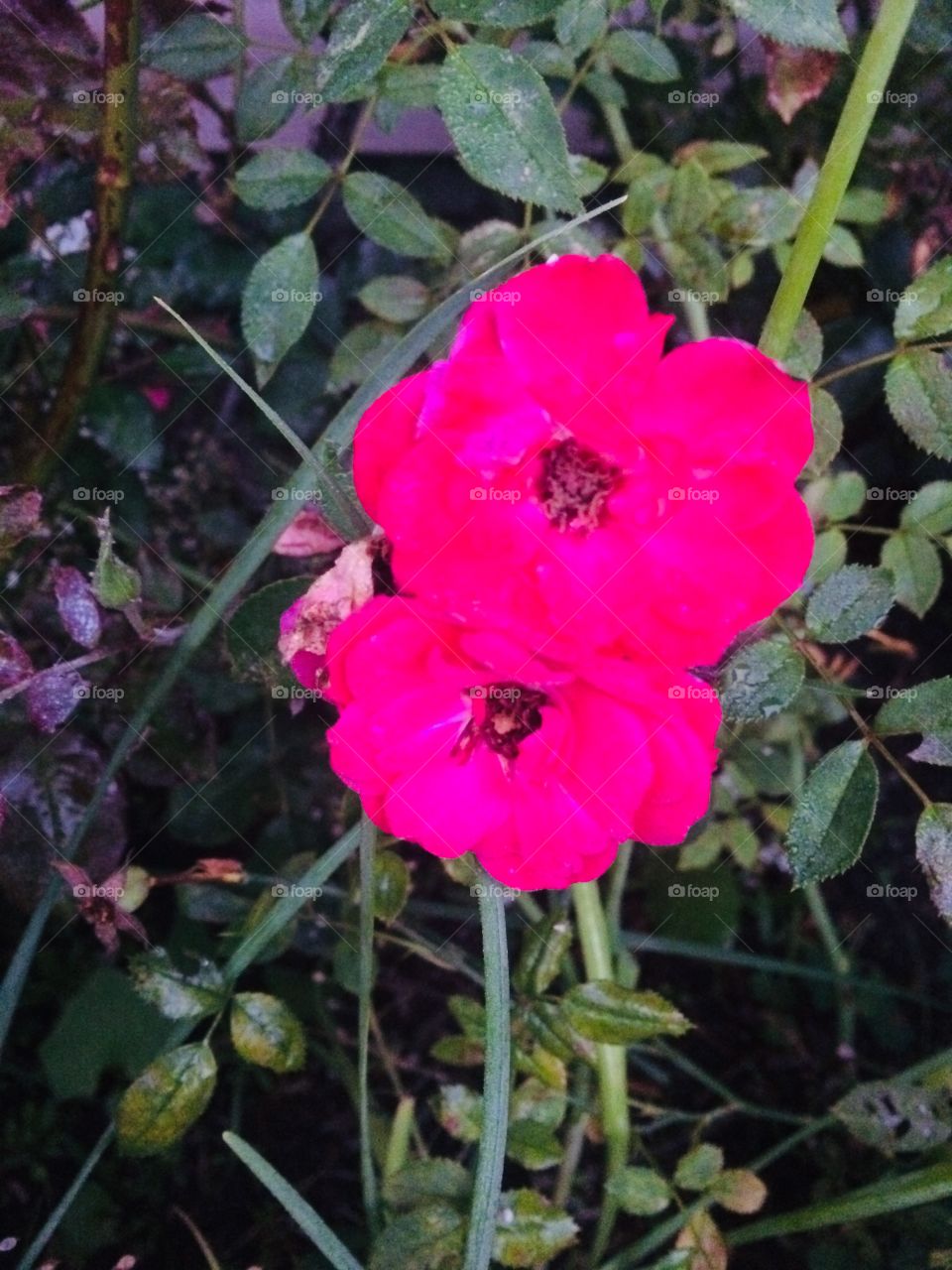 Beautiful flower photography 