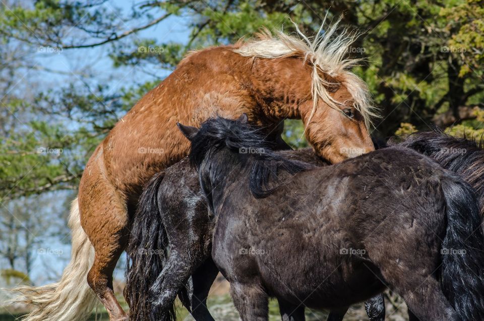 Shetland ponies playing together