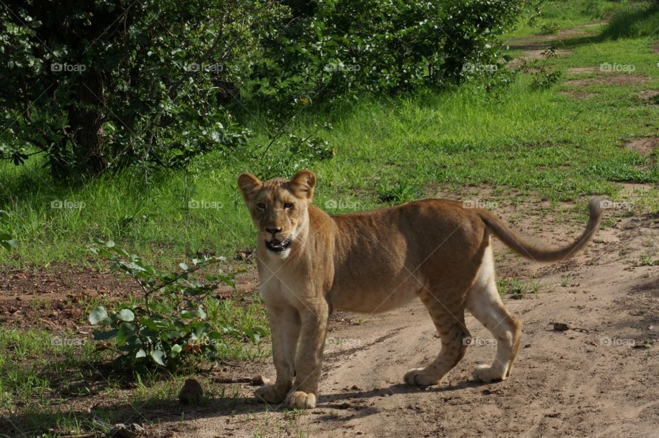 Lion cub