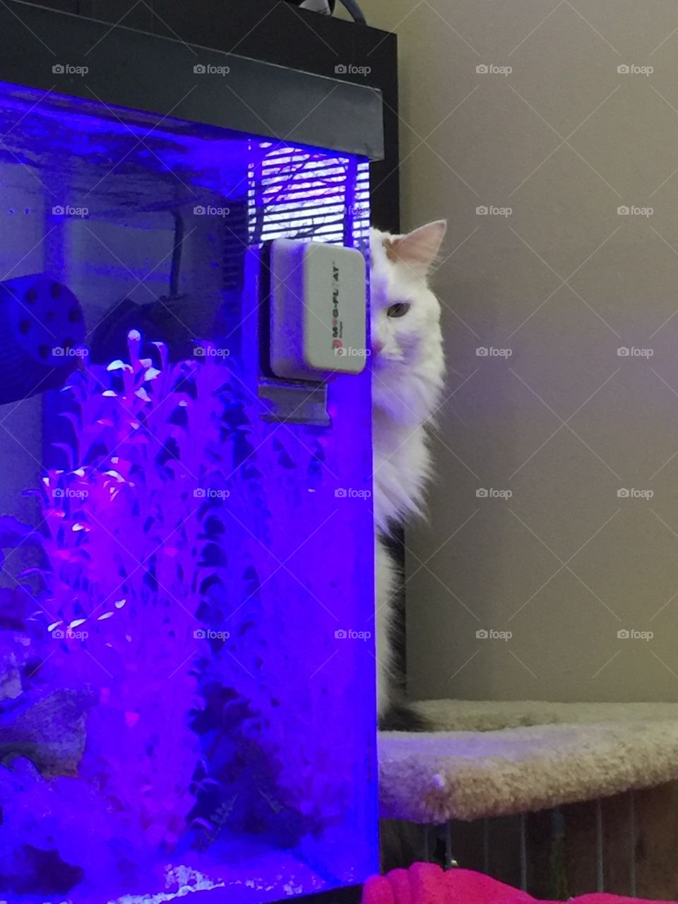 Our cat Fifi hanging out on her perch next to one of our freshwater fish tanks.