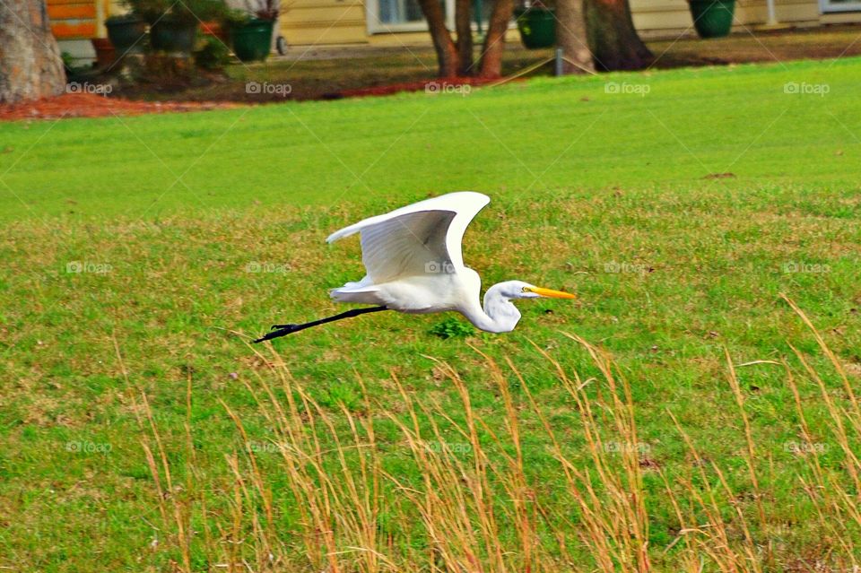 Egret in flight, South Caroilna, Usa
