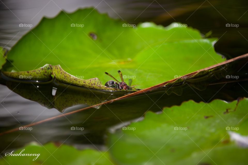 Insects and leaves in Thailand 