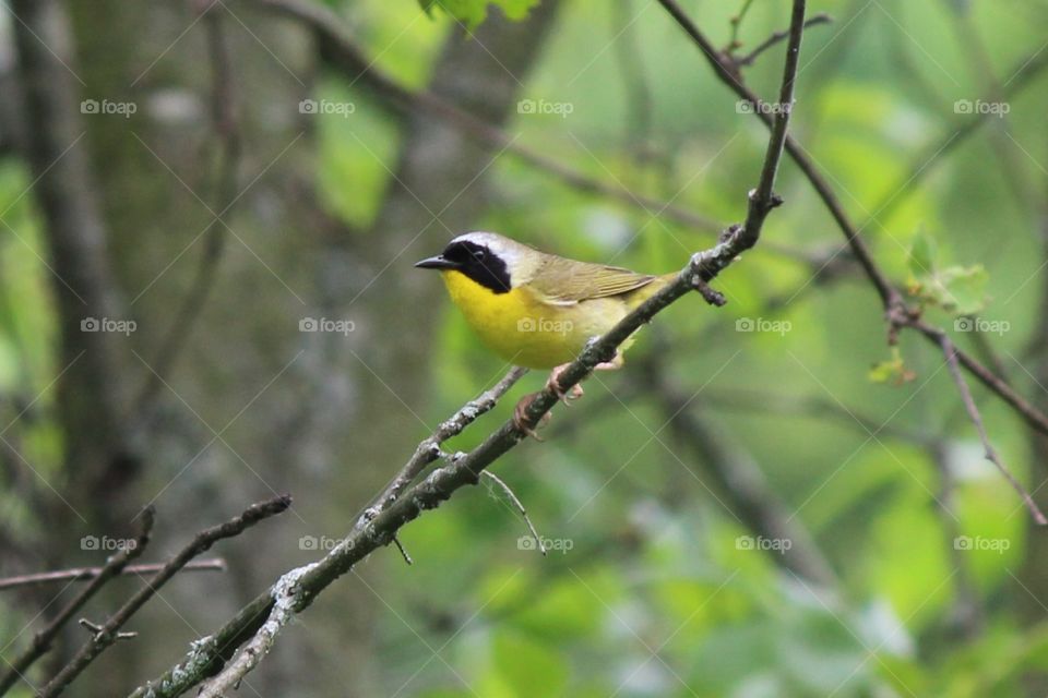 common YellowThroat bird perching on a branch watching us