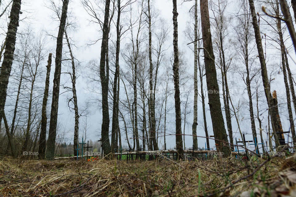 Cemetery in forest
