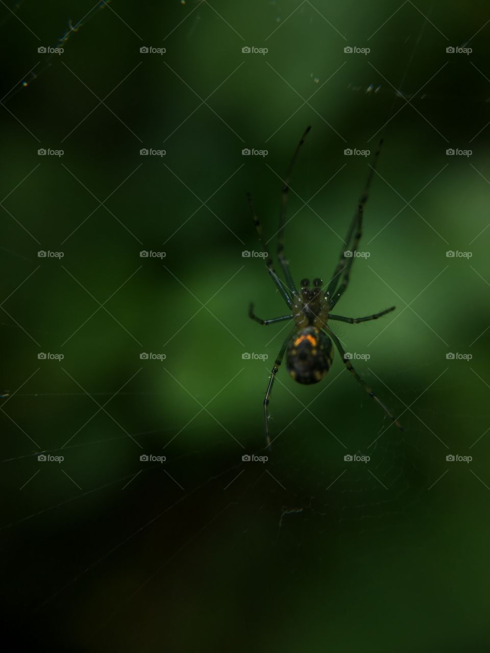 Spider