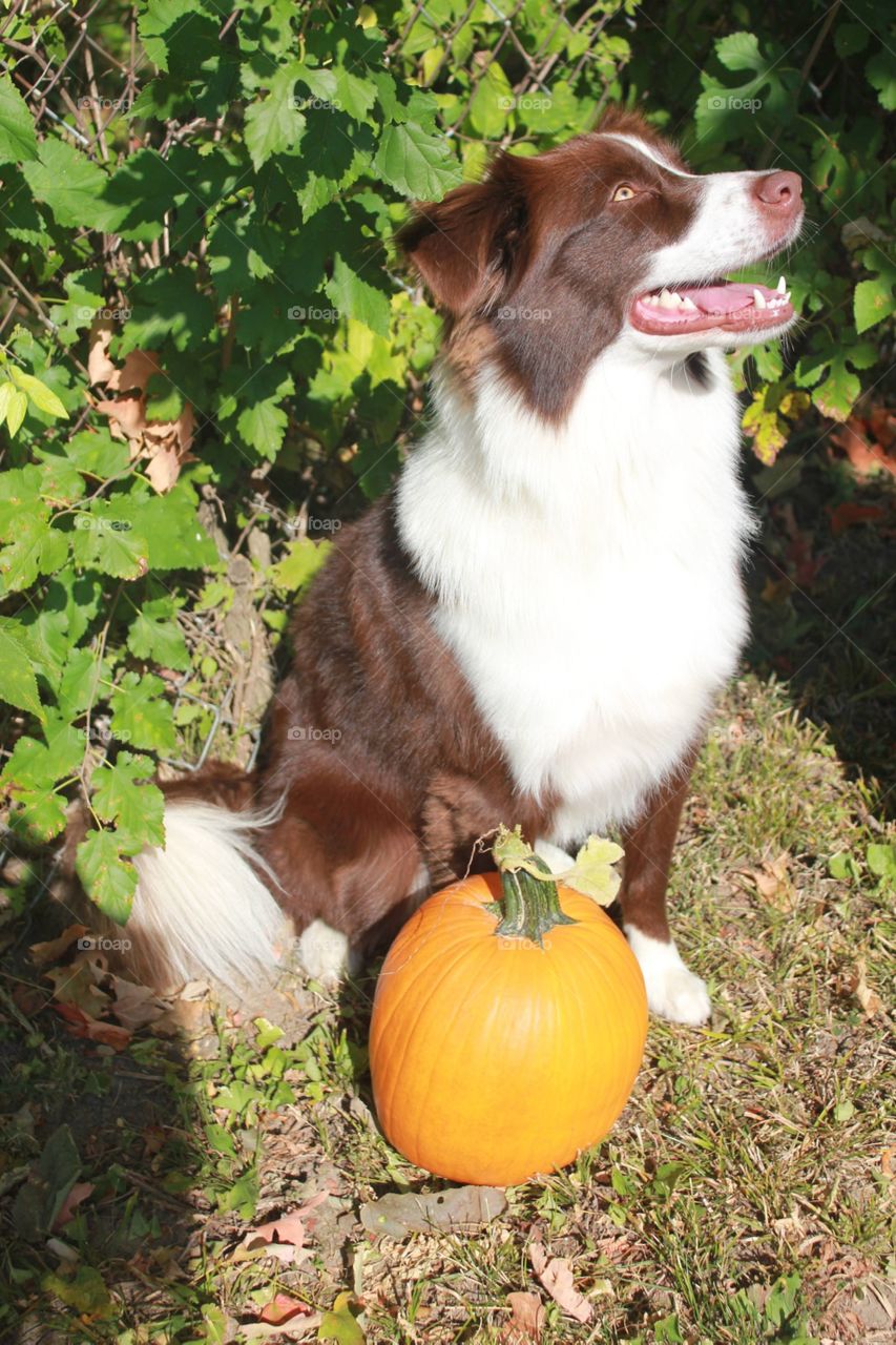 As the weather gets cooler, our favorite time of year is slowly approaching…. Spooky season