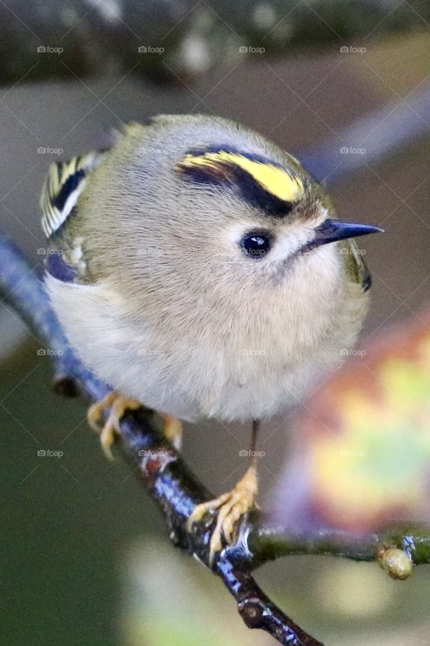Goldcrest 