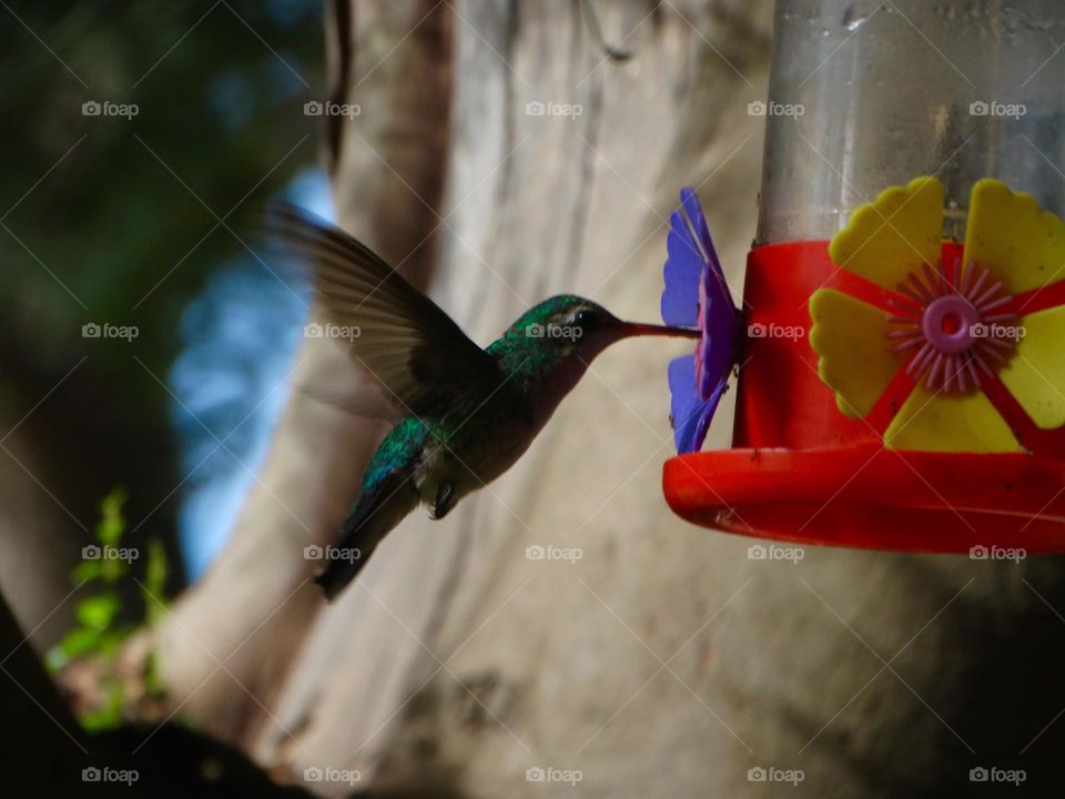 Close up of a flying hummingbird 