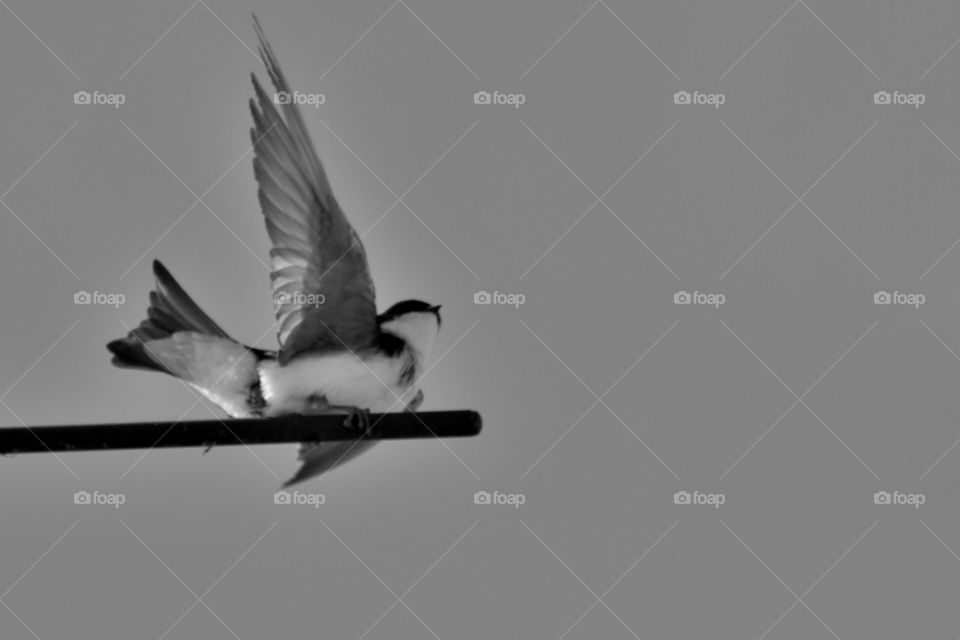 Take Off of  a Tree Swallow