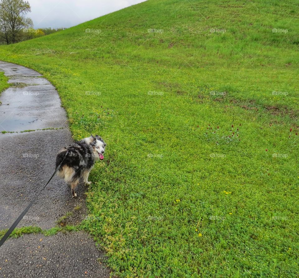 Small dog on a walk in the springtime rains.