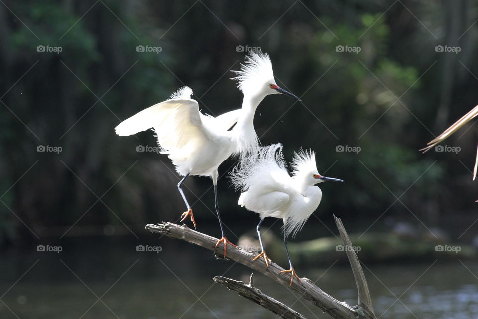 Snowy egrets in breeding plumage 