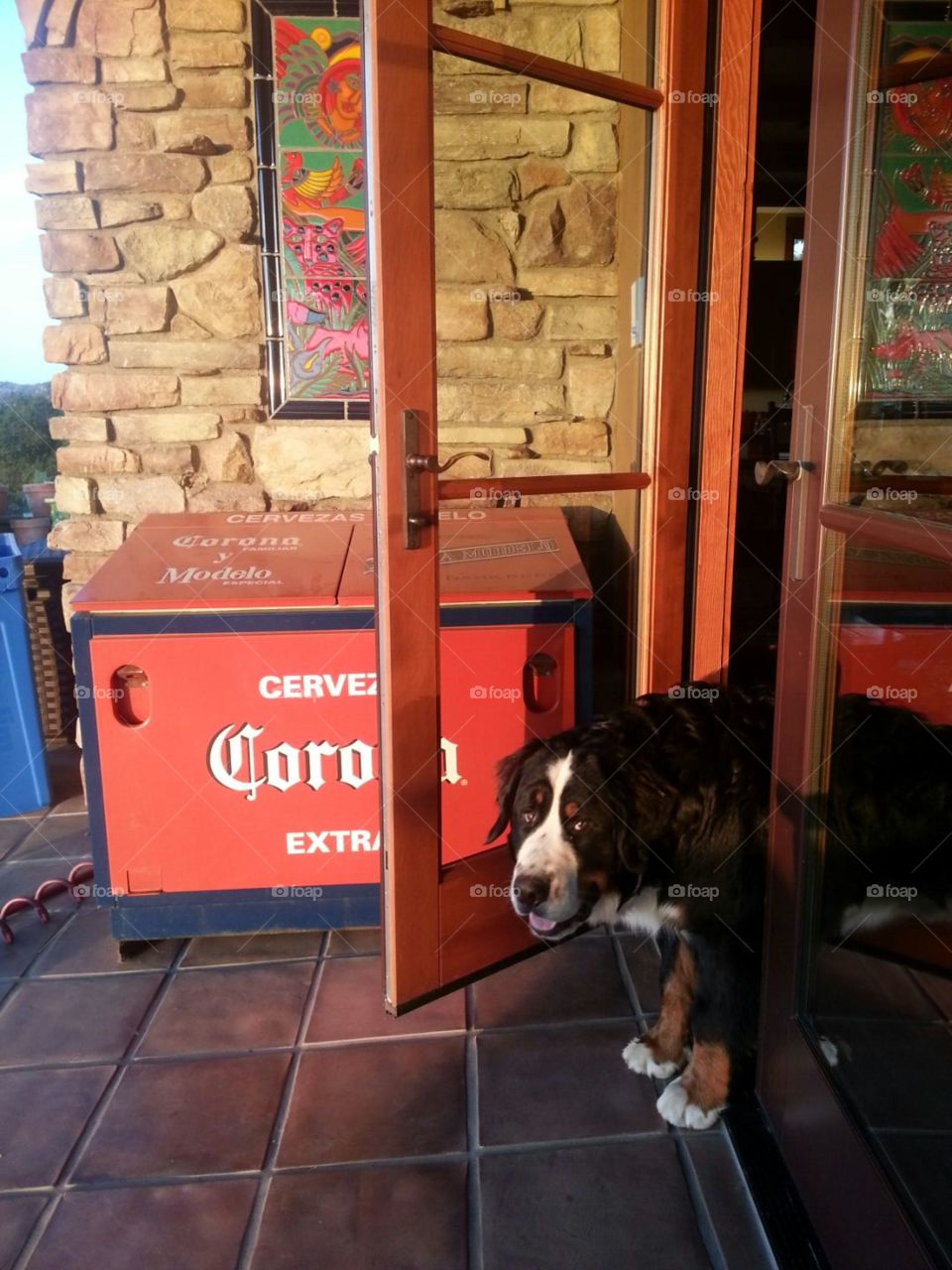 bernese mountain dog, Corona, door,