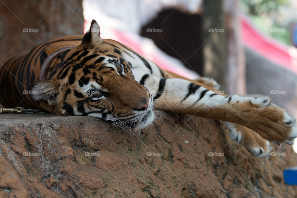 Zoo, Wildlife, Cat, Tiger, Mammal