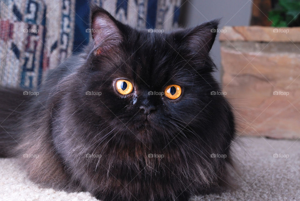 Black cat looking at camera