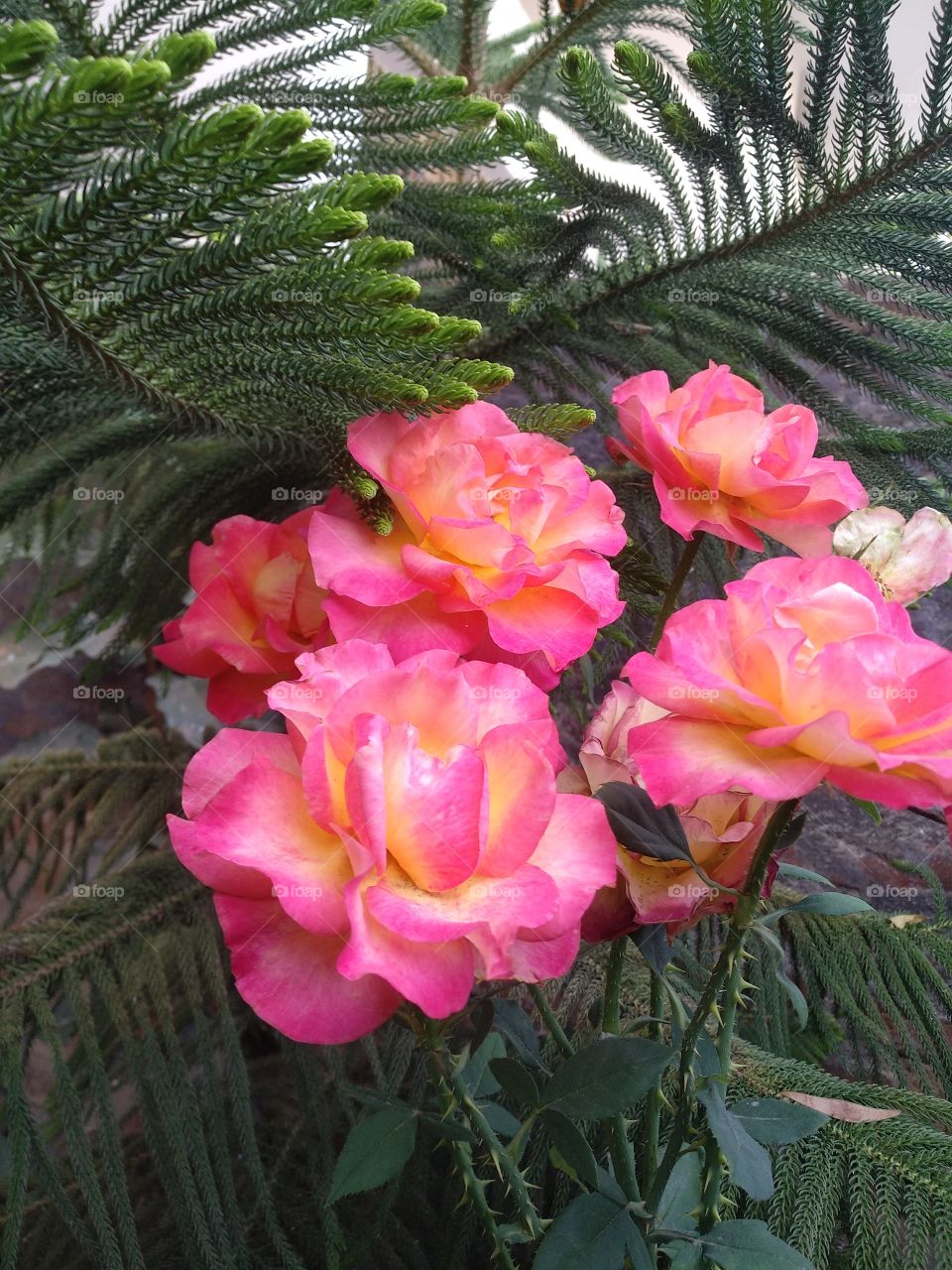 beautiful flowers in group