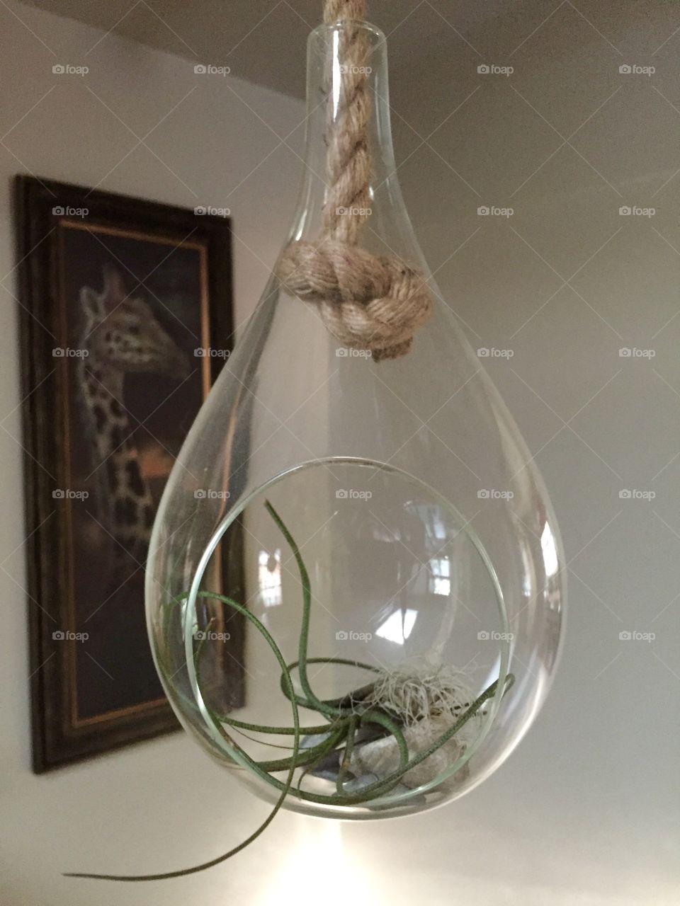 Air plant terrarium. Air plants are very amazing. Only requiring a weekly soak and a good air dry to sustain.