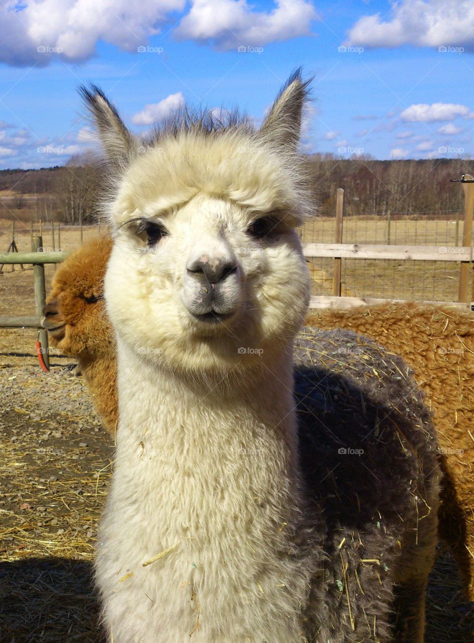 Portrait of alpaca