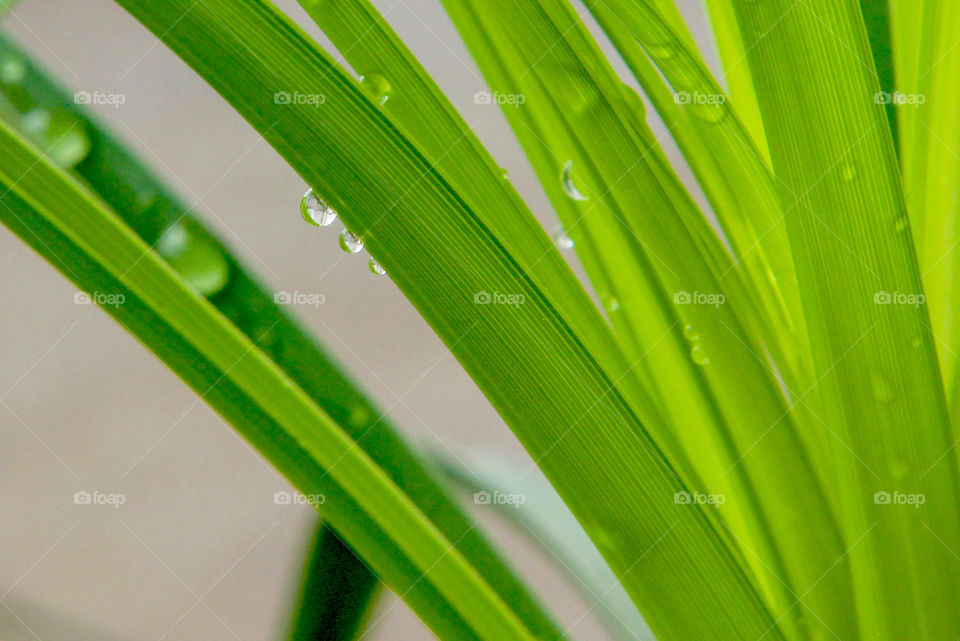 Water drops on the leaves