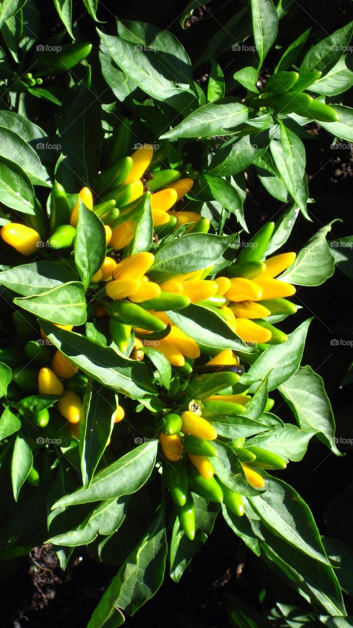 Yellow ornamental peppers