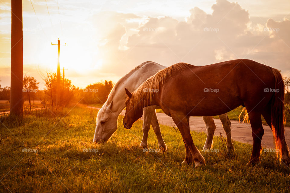 the beautiful sunset with couple horses