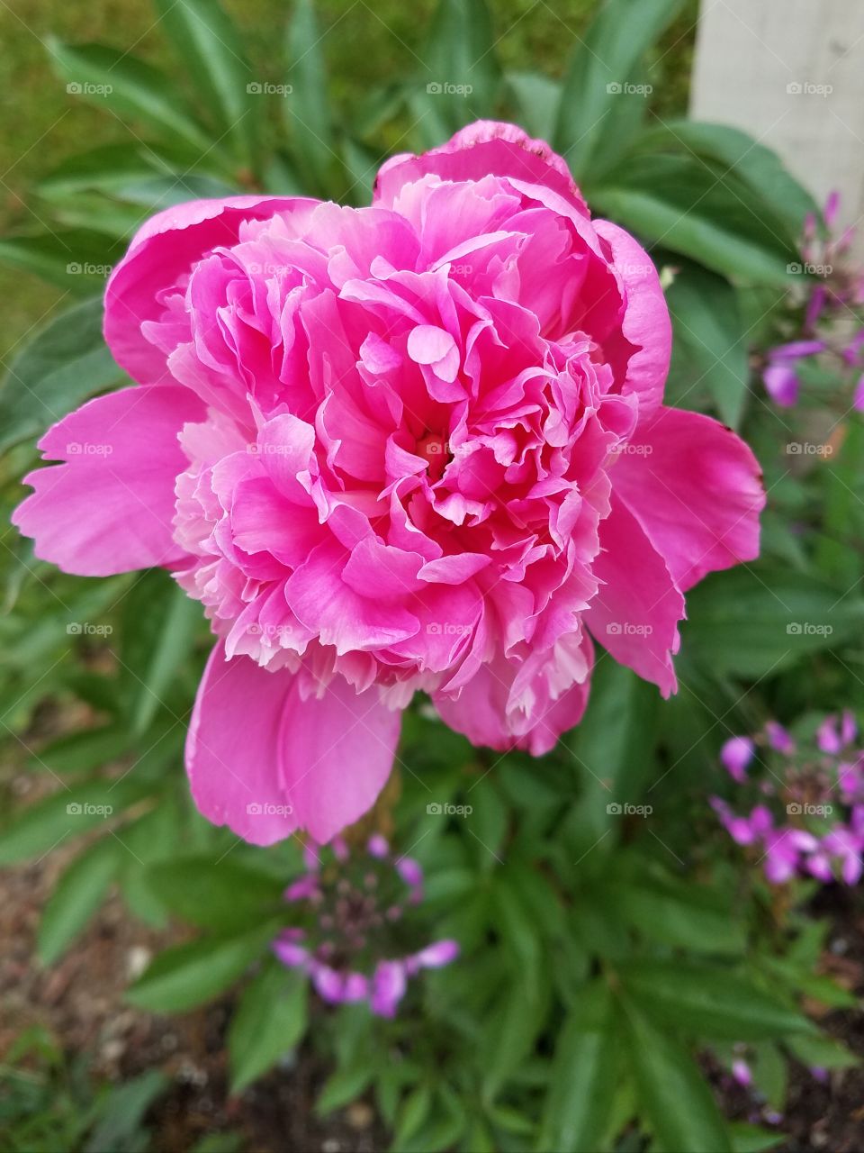 This beautiful peony was the only one I managed to have this year. I still say I'll take quality over quantity.