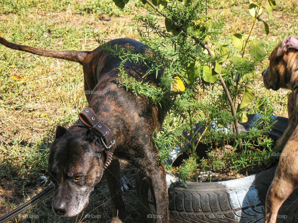 adult pit bull and puppy взрослый пит буль и щенок