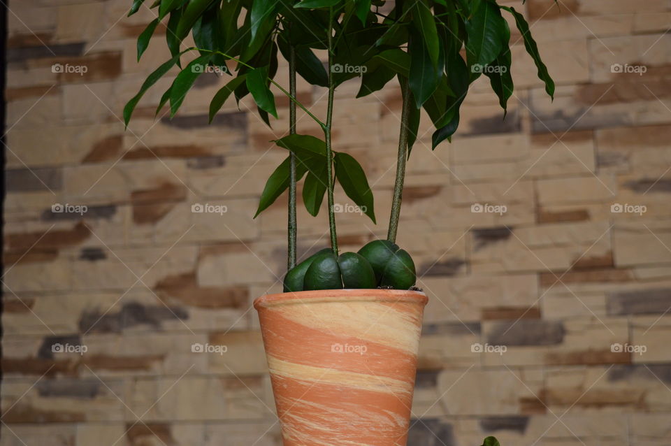 House plants in pots-Castanospermum australe, Moreton Bay Chestnut, Blackbean, Lucky Bean,