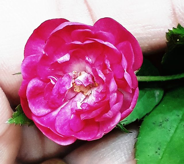 rosa
