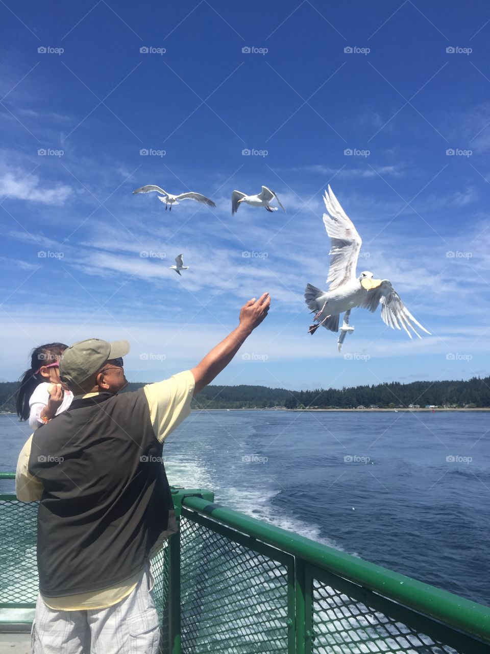 Bird feeding. Ferry ride to Seattle