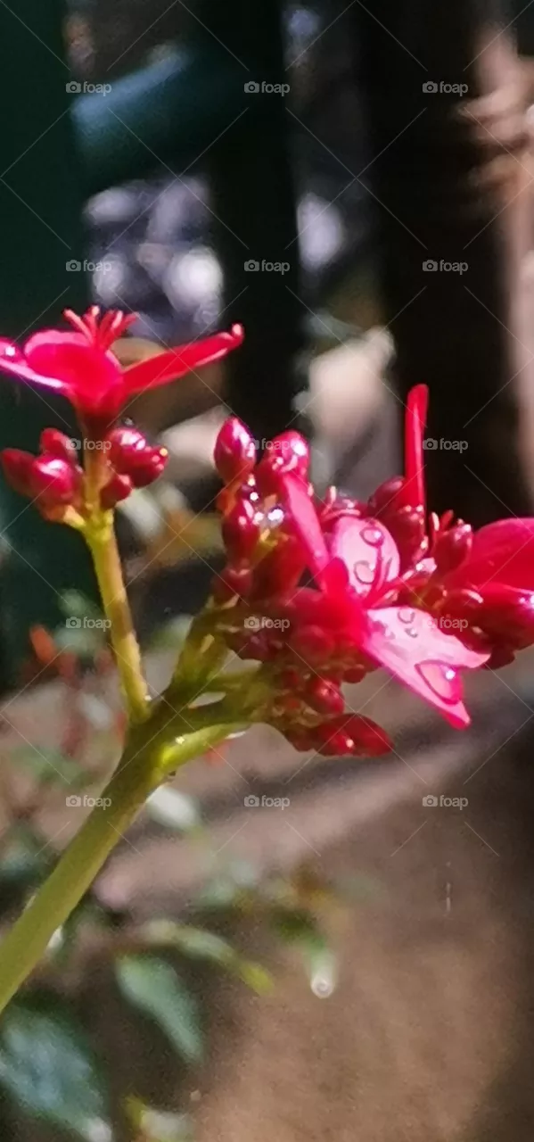 flower