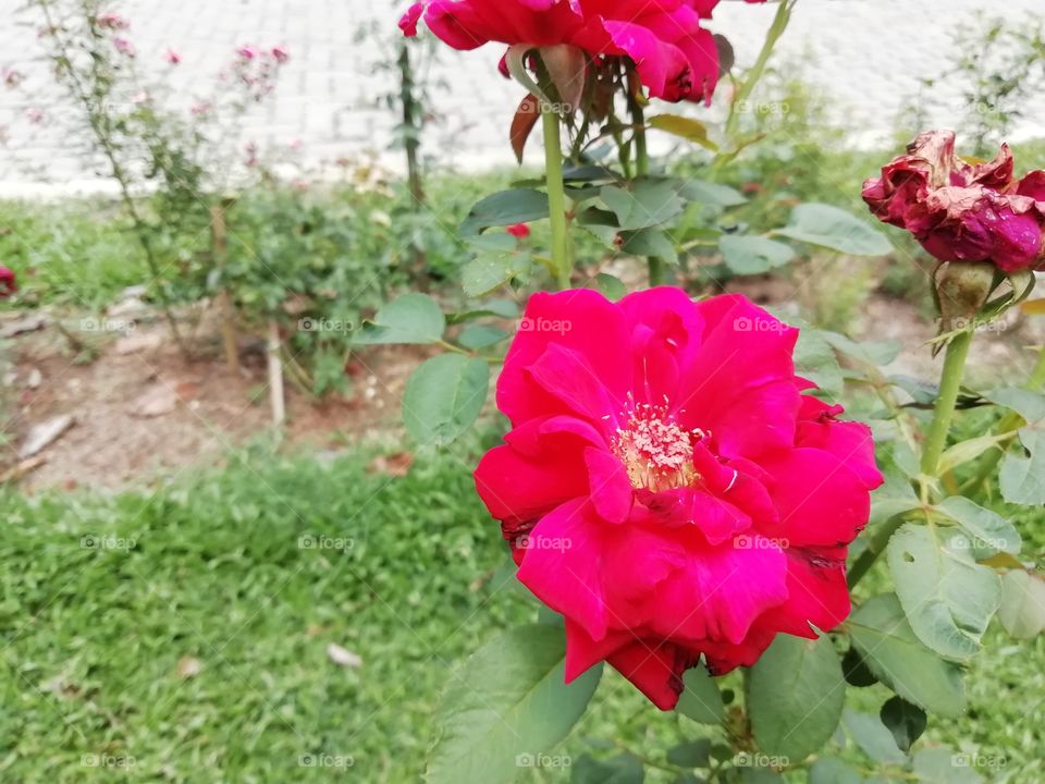 If you are crazy for flowers.. Here you go.. Enjoy 🌺🌼🌻🌹🏵️💮