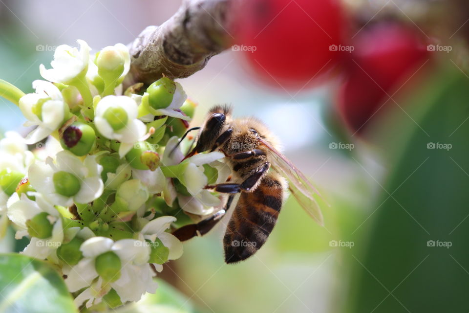 Bee foraging flower