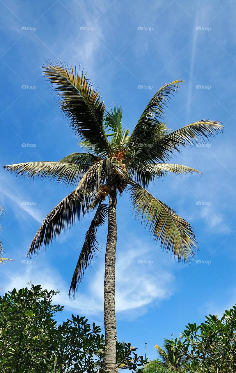 palmtree in the sky