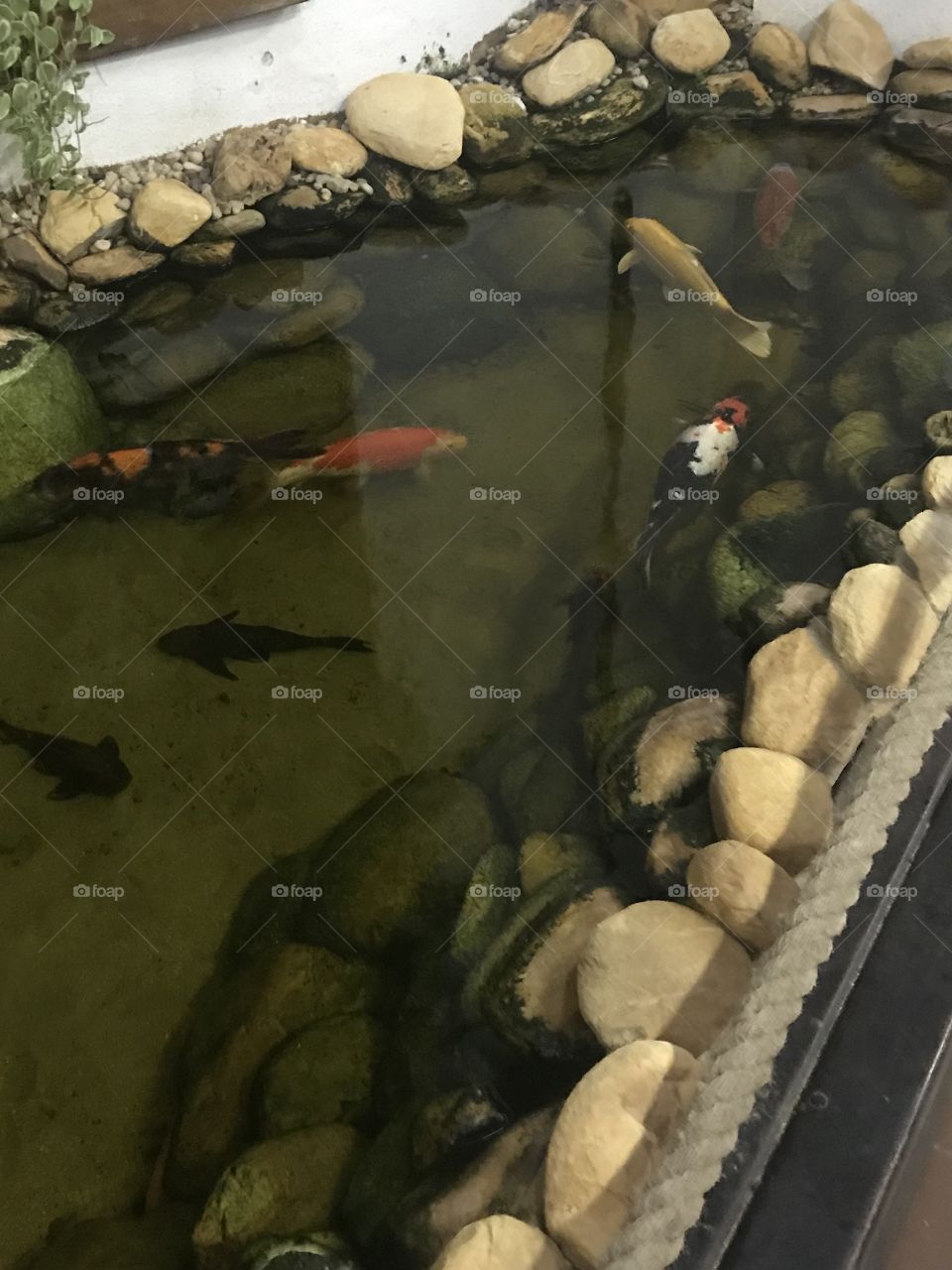 Fish pond light show in highways of Brazil