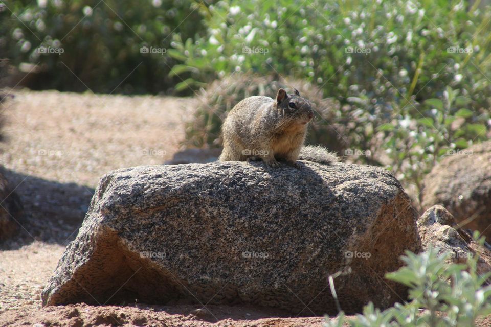 Squirrel in the Arizona Desert