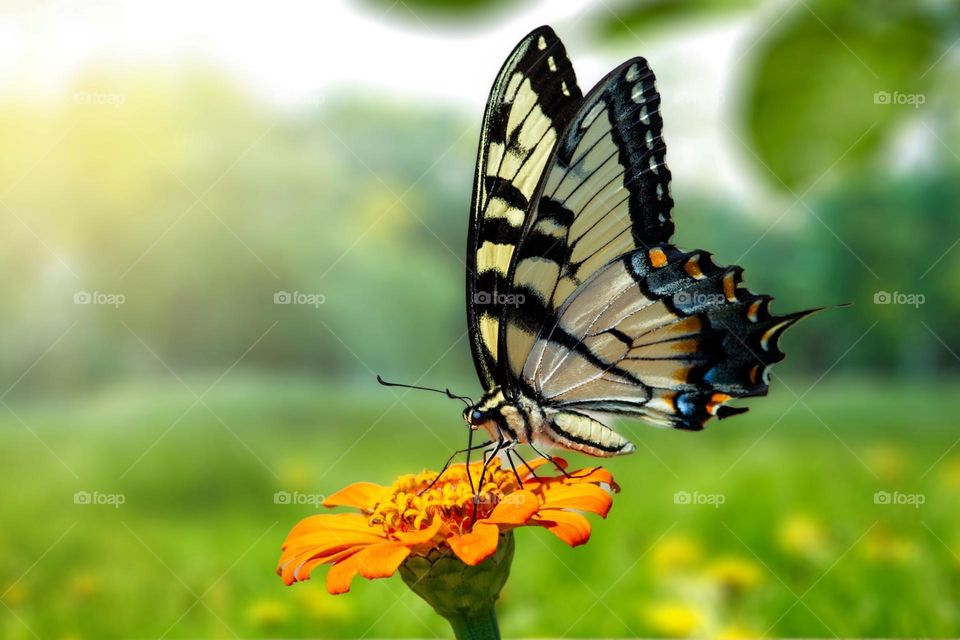 Beautiful and colourful butterfly