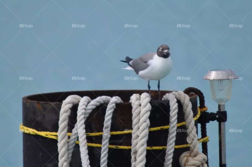 Bird