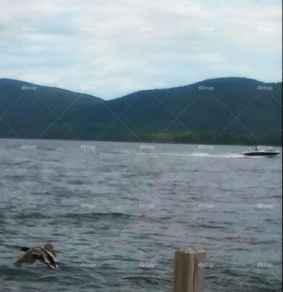 A duck gliding from the dock!