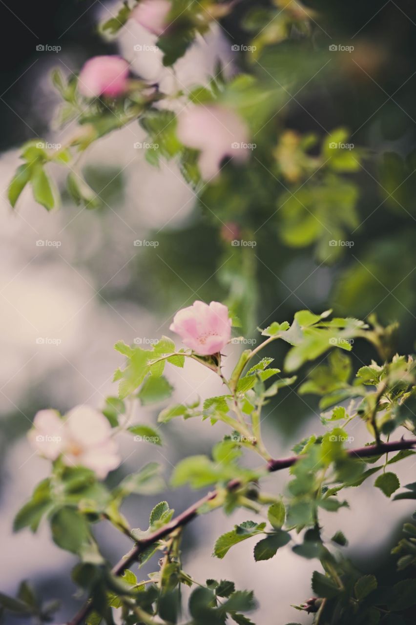 Spring blossom. Tree blossoming in springtime