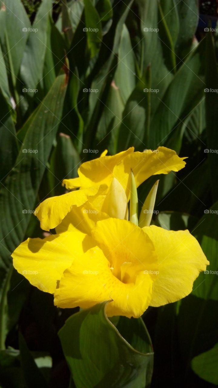 yellow flower in the green garden