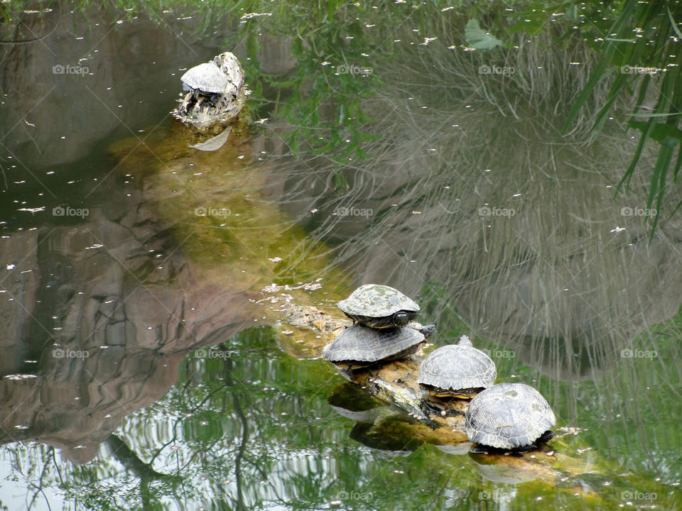 plants pond water lake by carinafox5