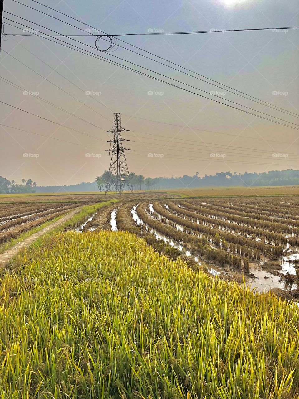 INDIAN paddy field at evening time 