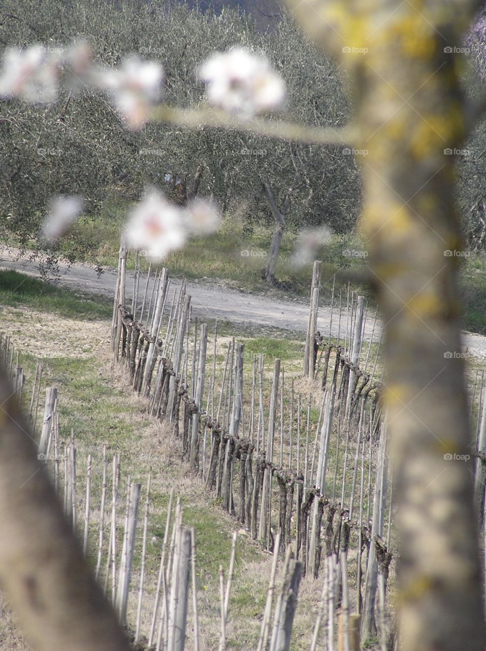 A vineyard tour in Tuscany revealed new growth on the vines that seemed to dust the landscape like the start of a late winter snow fall. 