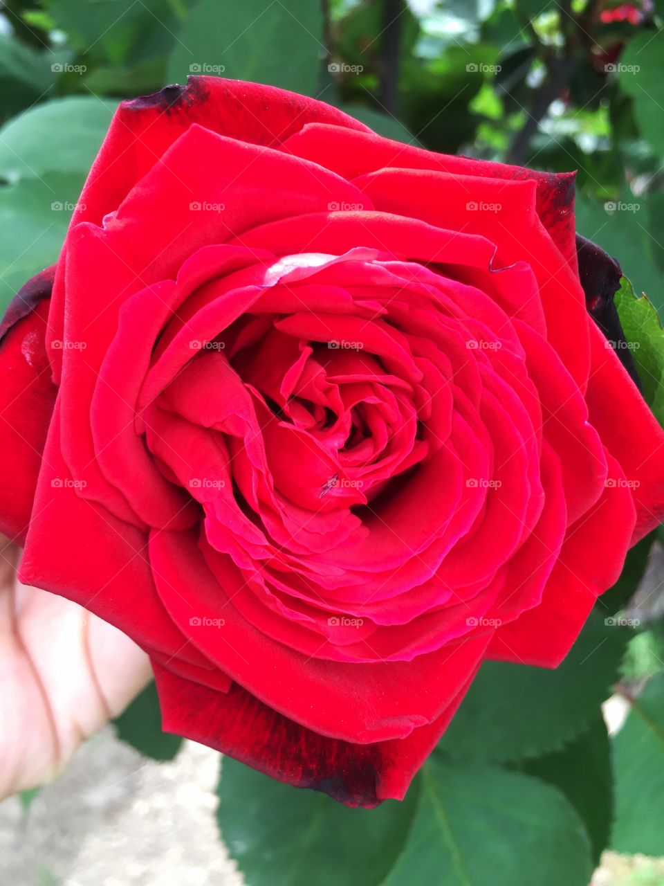 Ermosa flor roja